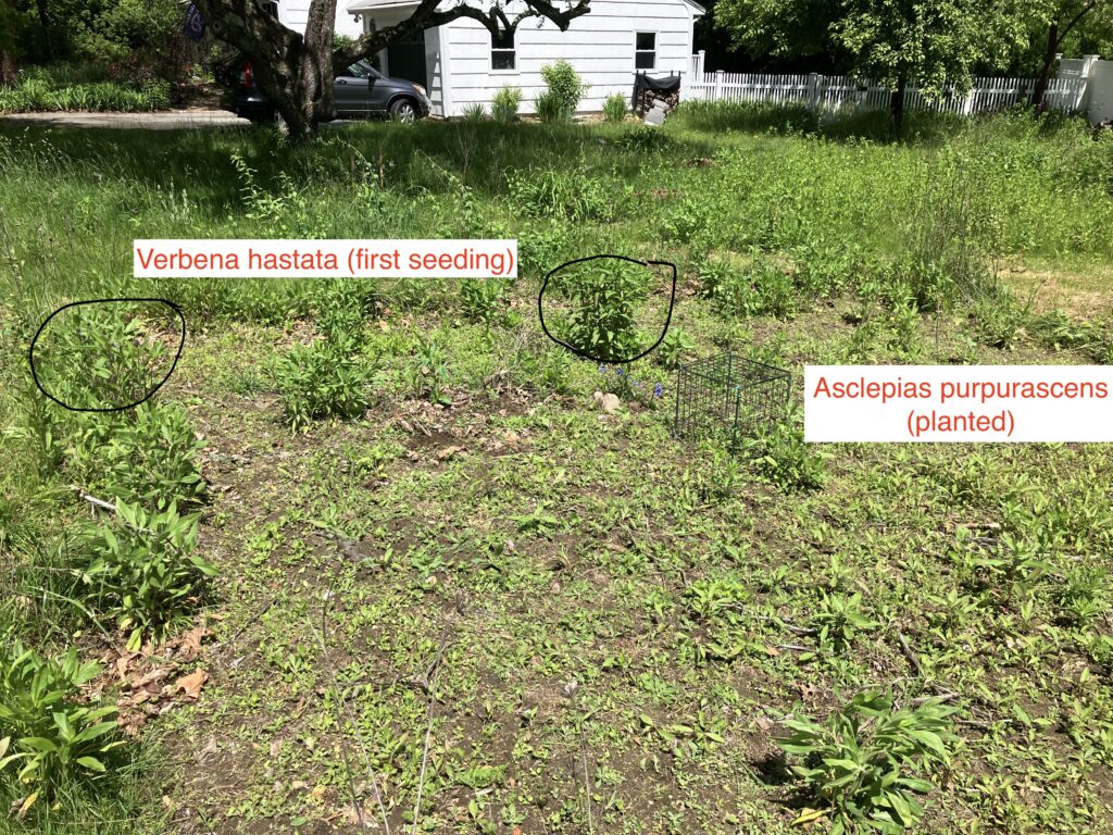 May 31, 2025 seedlings