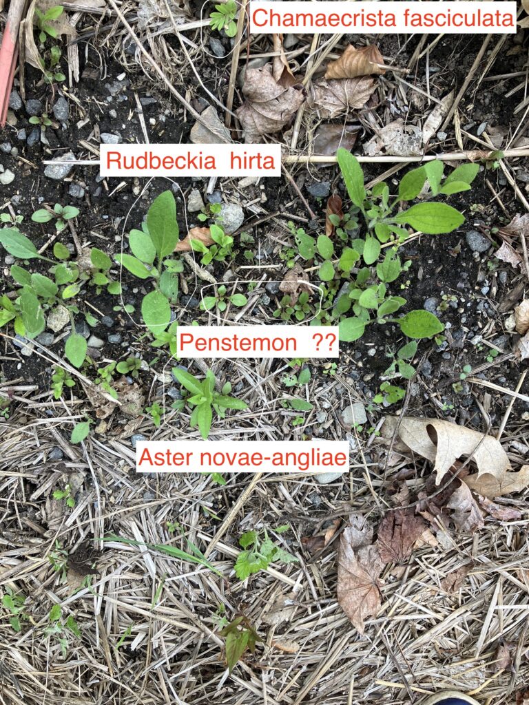 May292025 School street image of native seedlings